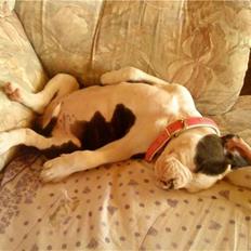 Amerikansk bulldog Margrethelund´s Chalou