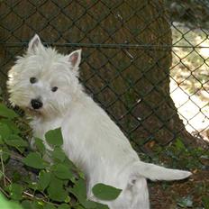 West highland white terrier Wass Ross