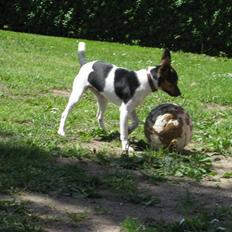 Dansk svensk gaardhund Mille