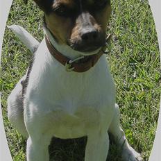 Dansk svensk gaardhund Mille