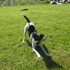 Dansk svensk gaardhund Mille