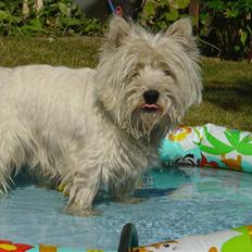 West highland white terrier Wass Ross