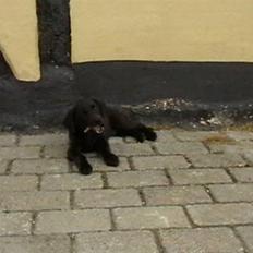 Labrador retriever Timberline Savannah