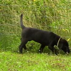 Labrador retriever Timberline Savannah