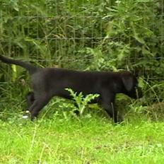 Labrador retriever Timberline Savannah