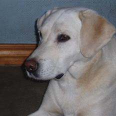 Labrador retriever obelix **DØD**