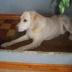 Labrador retriever obelix **DØD**