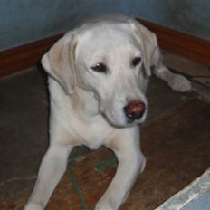 Labrador retriever obelix **DØD**