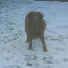 Nova scotia duck tolling retriever Mouse Hunters Aniel Venus Star