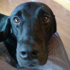 Labrador retriever Basse R.I.P