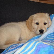 Golden retriever Zimba