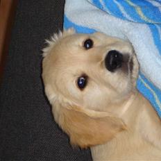 Golden retriever Zimba