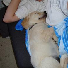 Golden retriever Zimba