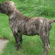 Boerboel Kelzo