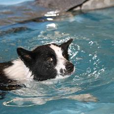 Karelsk bjørnehund Fifi