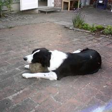 Border collie Silja 