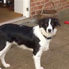 Border collie Silja 