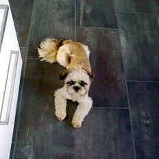 Shih tzu Skipper SOLGT