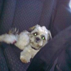Shih tzu Skipper SOLGT