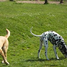 Dalmatiner Valde*himmel hund* :'(<3