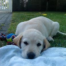 Blanding af racer Max