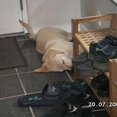 Blanding af racer Max