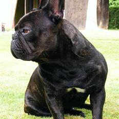 Fransk bulldog King aka Batmand 2