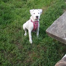 Amerikansk bulldog Malou