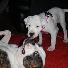 Amerikansk bulldog Malou