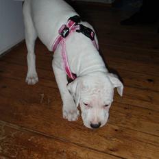 Amerikansk bulldog Malou