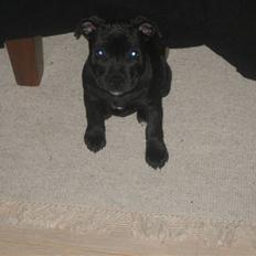 Staffordshire bull terrier Abby