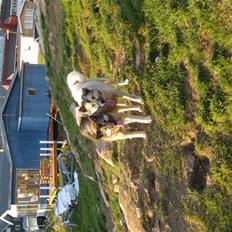 Grønlandshund Mejse