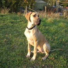 Grand danois Hugo *hvil i fred*