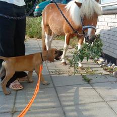 Grand danois Hugo *hvil i fred*