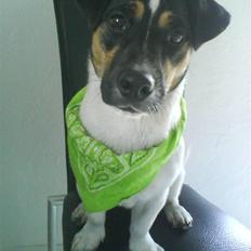 Jack russell terrier Freddi Diesel Skovgaard