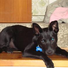 Australsk kelpie Milla - RIP maj 2011