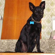 Australsk kelpie Milla - RIP maj 2011