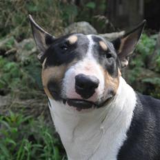 Bullterrier miniature Elton