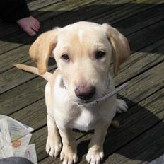 Blanding af racer Bella