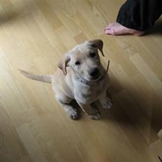 Blanding af racer Bella