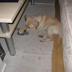 Blanding af racer Bella