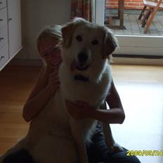 Blanding af racer Chili