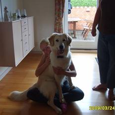 Blanding af racer Chili