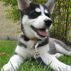 Siberian husky Zorro
