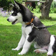 Siberian husky Zorro