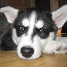 Siberian husky Zorro