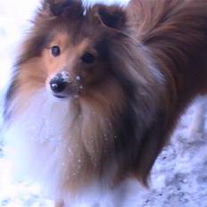 Shetland sheepdog Freja - død april 2014