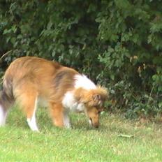 Shetland sheepdog Freja - død april 2014