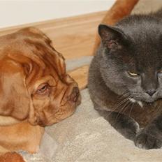 Dogue de bordeaux FRESZKA Lacrima Heliandum