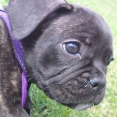 Fransk bulldog Bellis